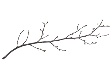 Branch of a tree isolated over transparent background, PNG cut-out