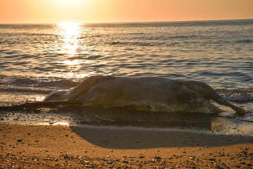 Dead cow in the beach, Death nature, dead animal, human ecology issues, The corpse of a cow in the Mediterranean sea Coast, dead animal, Jijel, Algeria, North Africa.