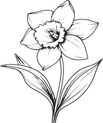 Graceful Daffodil Line Art