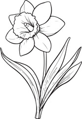 Fototapeta premium Graceful Daffodil Line Art