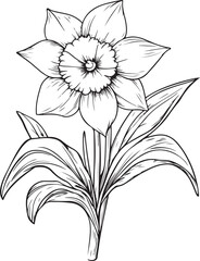 Graceful Daffodil Line Art