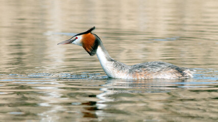 Great Crested Grebe swims across the lake