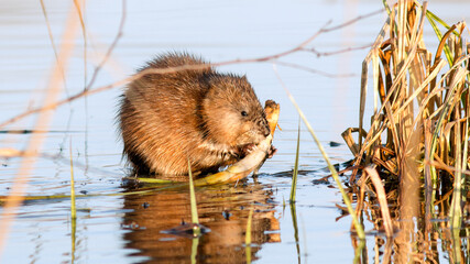 prairie dog in the water © lazalnik
