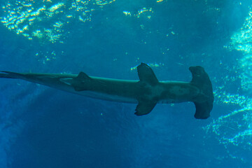 Singapore, Asia, a hammer head shark swimming under water © SkandaRamana
