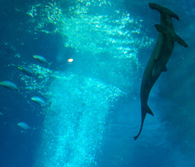Singapore, Asia, a hammer head shark swimming under water © SkandaRamana