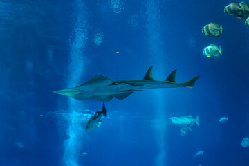 Singapore, Asia, a fish swimming under water © SkandaRamana