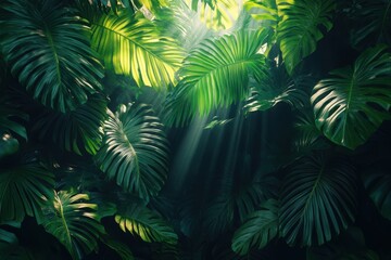 Lush green forest with sunlight shining through the leaves