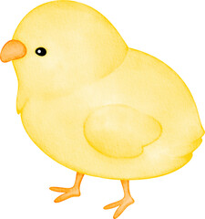 watercolor chick