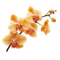 Elegant Peach Orchids  Blooming Flowers  Branch  Blossom  Nature  Botany  Floral  Exotic