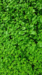 Green, macro, leaves 