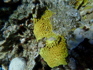 Potatochip coral or disc coral (Turbinaria reniformis) undersea, Red Sea, Egypt, Sharm El Sheikh, Montazah Bay