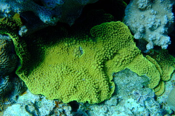 Potatochip coral or disc coral (Turbinaria reniformis) undersea, Red Sea, Egypt, Sharm El Sheikh, Montazah Bay