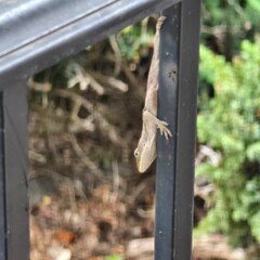 Cute brown lizard on my porch rail