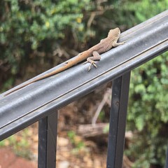 Cute brown lizard on my porch rail