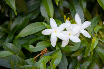 Fototapeta premium close-up photograph of a cluster of delicate white flowers. The blossoms are in full bloom, with soft petals and bright green leaves