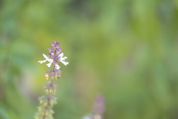 A detailed close-up of a lush basil plant thriving in a quiet corner of a home, the plant showcases its vibrant green leaves and delicate white blossoms.
