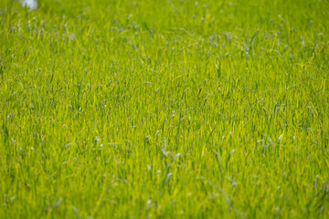 close-up shot of a lush green rice field. The blades of grass are tall and vibrant, swaying gently in the breeze. The image captures the beauty and tranquility of nature