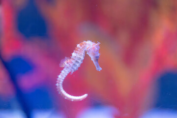 delicate seahorse gracefully glides through the water, its intricate body and long snout creating a mesmerizing sight. The soft, golden hues of the seahorse contrast beautifully
