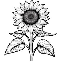 Elegant Black and White Sunflower Illustration