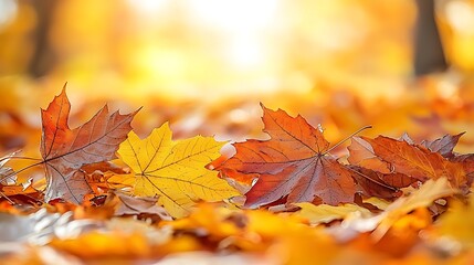 Autumn Maple Leaves Ground Cover Scene