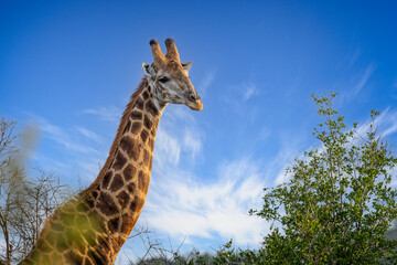 Close up of head and neck of graceful Giraffe in Hluhluwe Imfolozi National Park, South Africa