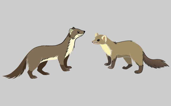 Marten bundle art and illustrator eps