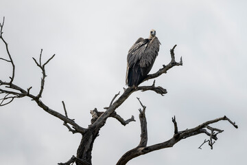 African Cape vulture perched on top of tree in Hluhluwe Imfolozi National Park, South Africa on 13 December 2024