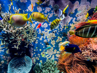 Underwater scene.  Colorful and vibrant aquarium life