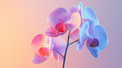 Fototapeta premium Pastel pink and blue orchids on a soft background.