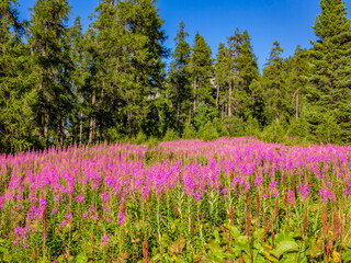 The beautiful flowers found in Engadine-Switzerland