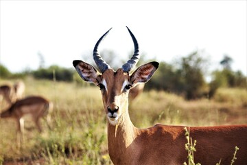 Fototapeta premium a young impala male with small horns