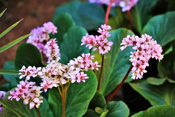 small cluster of pink blooms