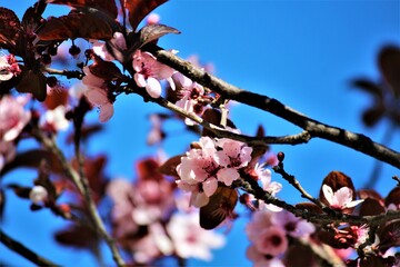 small pink blossoms and leaves against a blue sky