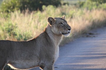 young lioness in profile