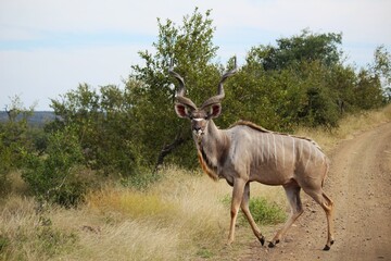 huge male kudu with spiral horns