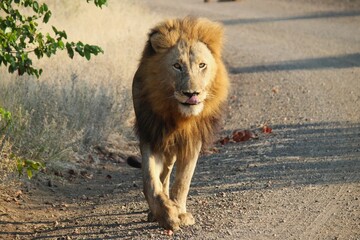 male lion approaching on a dirt track