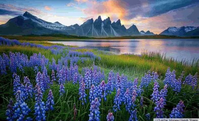 Photo of Stokksnes with Vestrahorn mountain in the background, taken during the summer with bluebells and purple flowers on the grass near the water, captured during the golden hour
