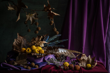 Still life. Background. Phyto composition. Desktop screensaver. A sycamore branch with fruits. Fabric drapery. Drapery made of purple fabric. Withered fruits of Chinese quince.