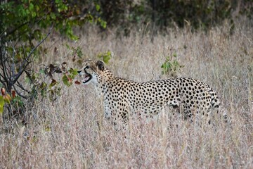 cheetah in long beige grass in the savannah landscape in the Kruger National Park