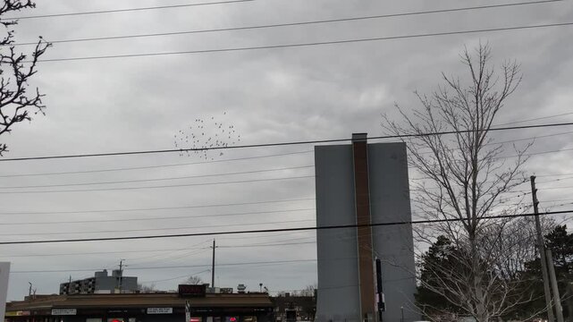 Parvada de  pajaros en Osawa