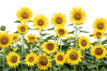 Beautiful Tall Sunflower Plants with Vibrant Yellow Flowers in Full Bloom Isolated on Transparent Background