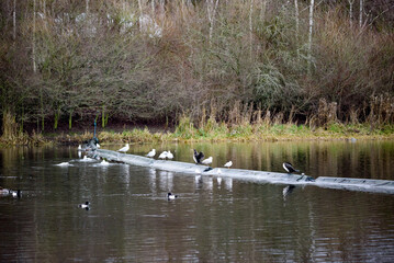 wild birds on the pond cormorant 