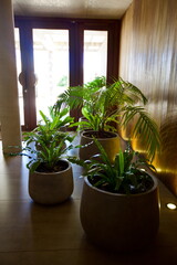 edificios, flores, plantas, verde