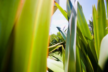 edificios, flores, plantas, verde