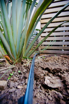 edificios, flores, plantas, verde