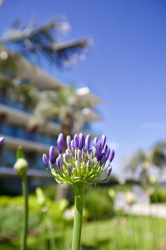 edificios, flores, plantas, verde