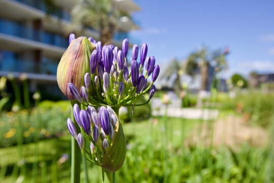 edificios, flores, plantas, verde