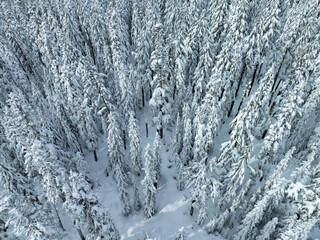 A blanket of snow covers the wild, extensive forests surrounding Mt. Hood, Oregon. This scenic Pacific Northwest area is only an hour's drive from the bustling city of Portland.