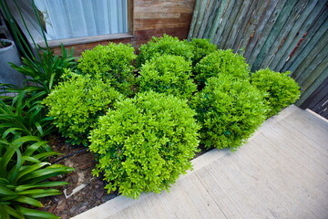 edificios, flores, plantas, verde