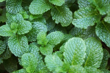 mint leaves